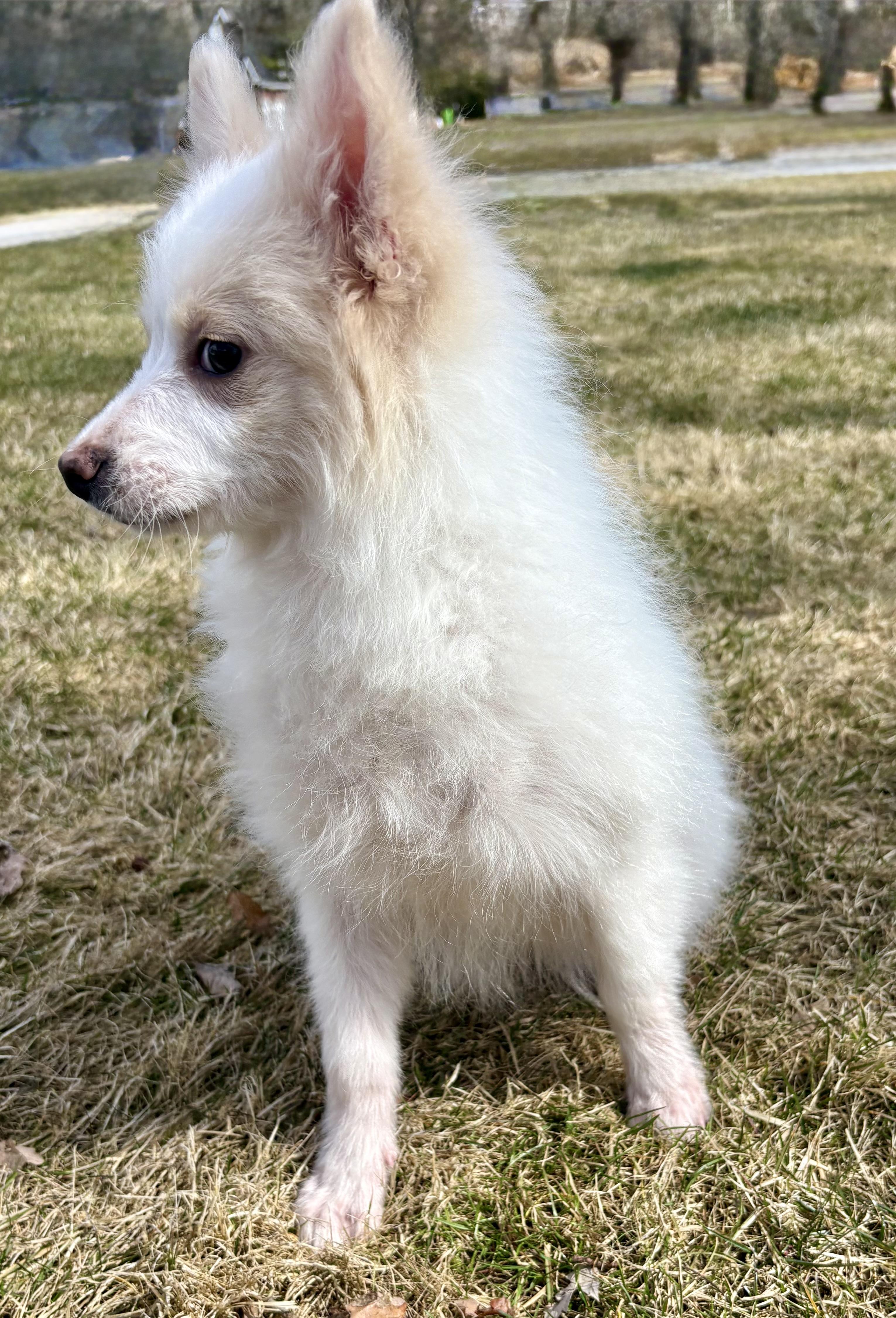 Enlarge Pearl, a ADOPTABLE American Eskimo Dog in Chesterfield, MI image 2/6