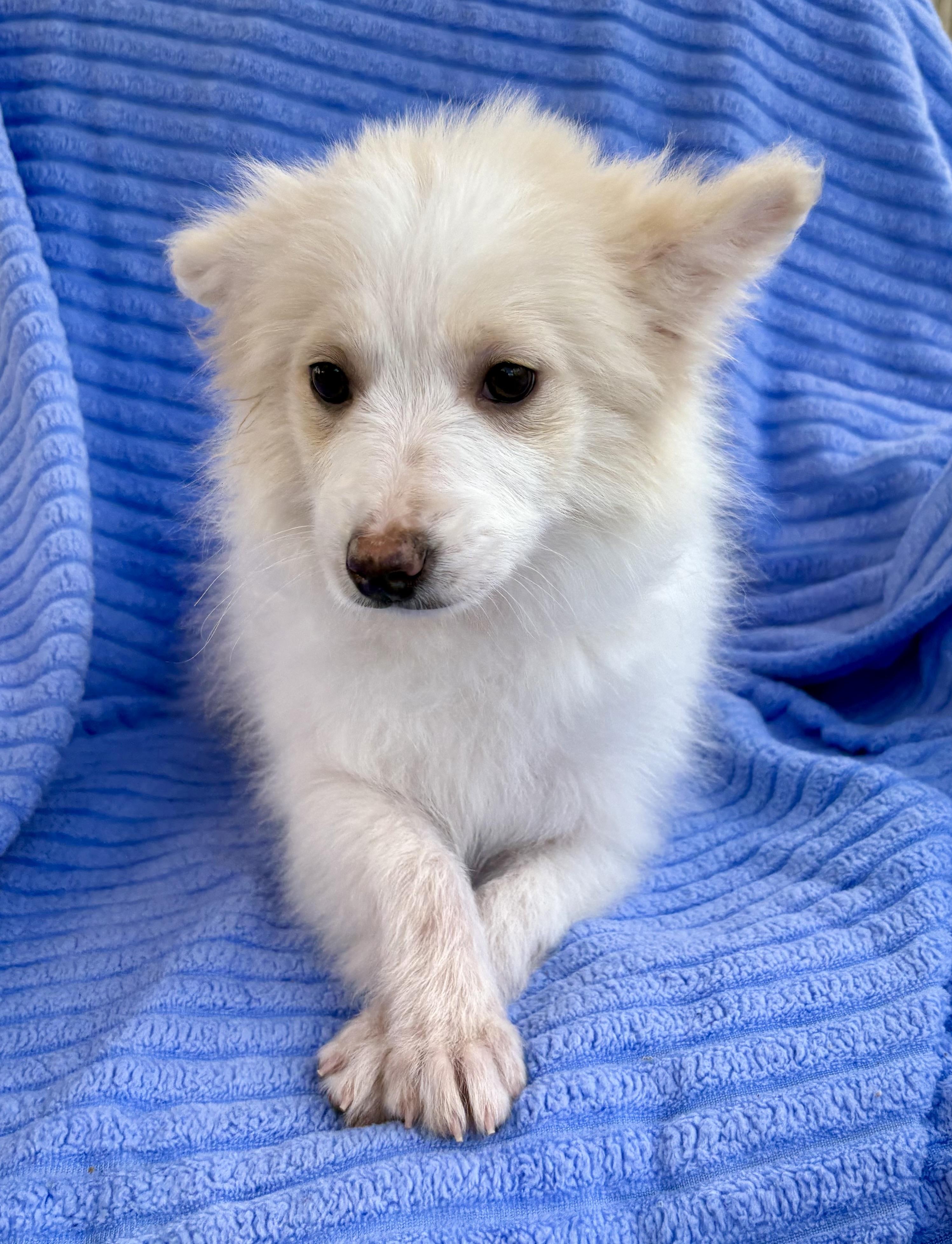 Enlarge Pearl, a ADOPTABLE American Eskimo Dog in Chesterfield, MI image 4/6