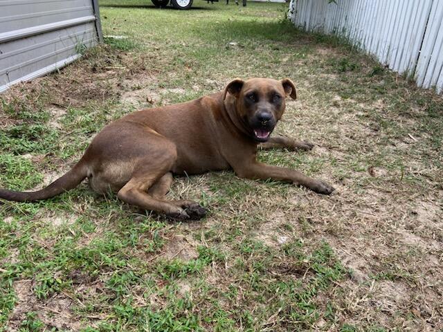 Misty, Adoptable, Young Female Black Mouth Cur.