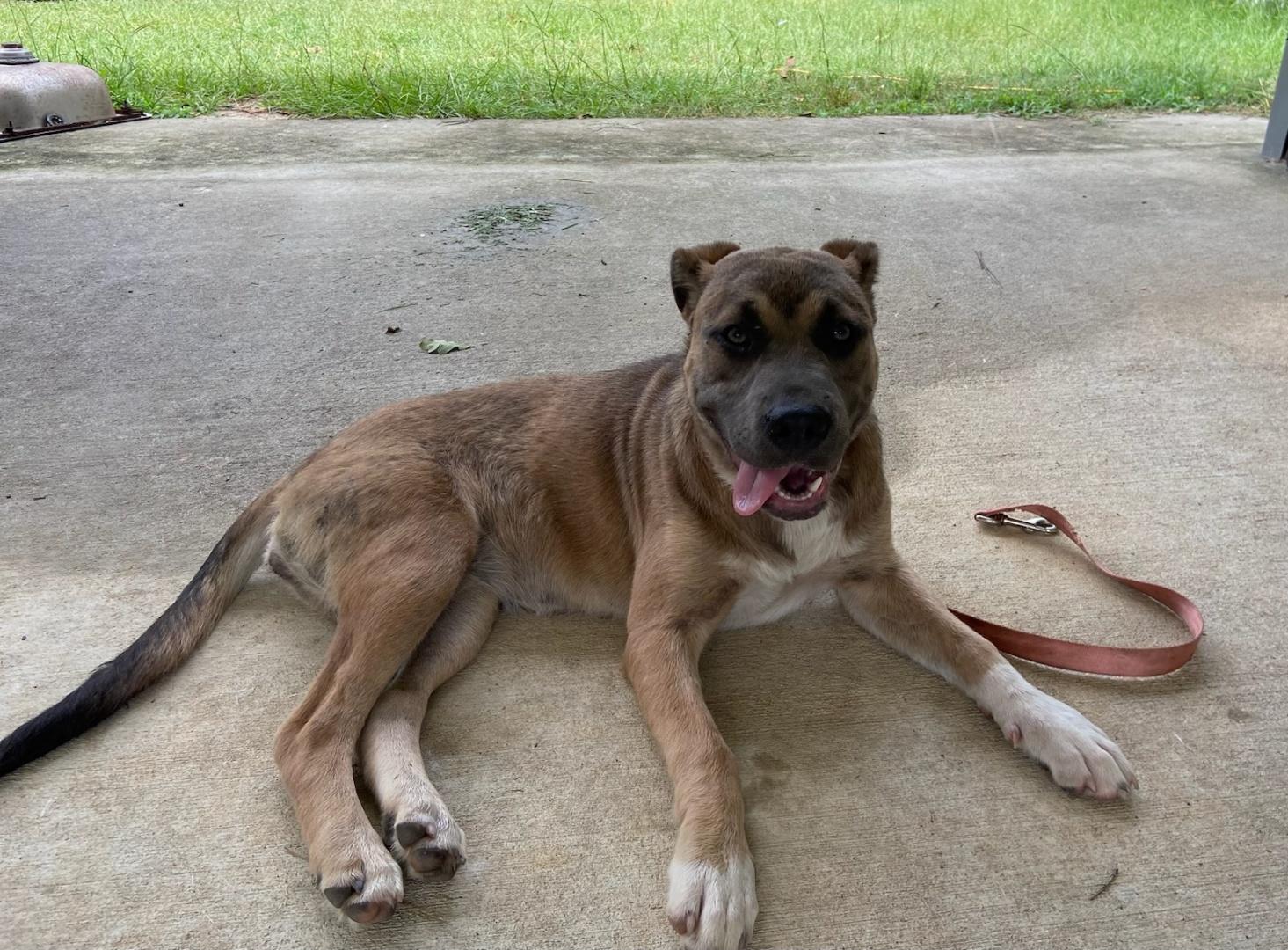 Enlarge Misty, a Adoptable mixed breed in Savannah, GA image 2/4