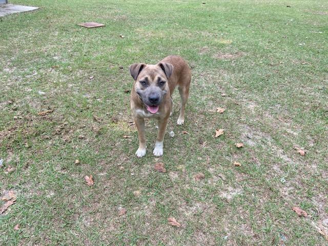 Enlarge Misty, a Adoptable mixed breed in Savannah, GA image 3/4