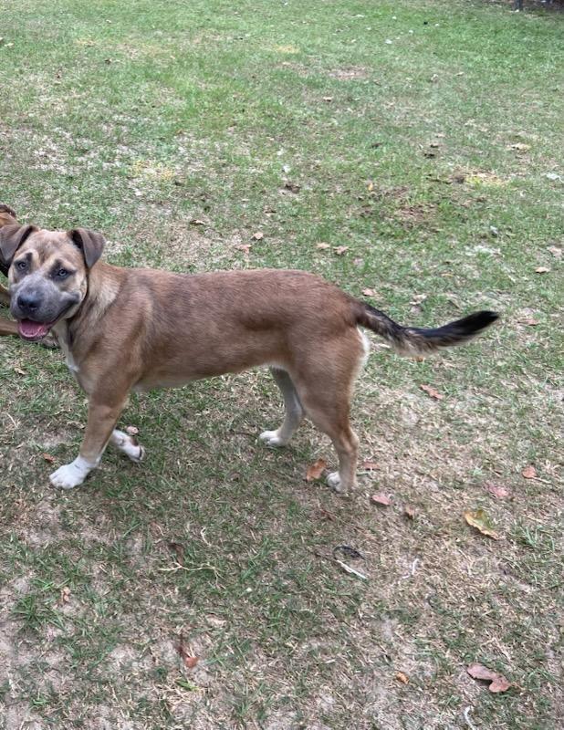 Enlarge Misty, a Adoptable mixed breed in Savannah, GA image 4/4