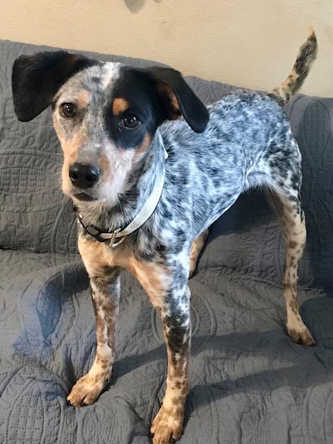 Lilly, Adoptable, Young Female Cattle Dog.