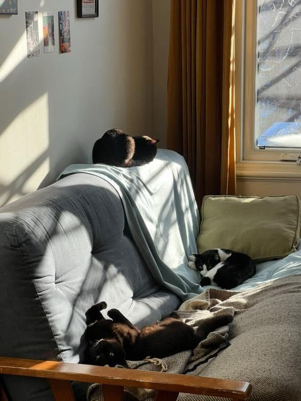 Jacob & Will, a Adoptable Highland Fold in Montreal, QC image 6/6