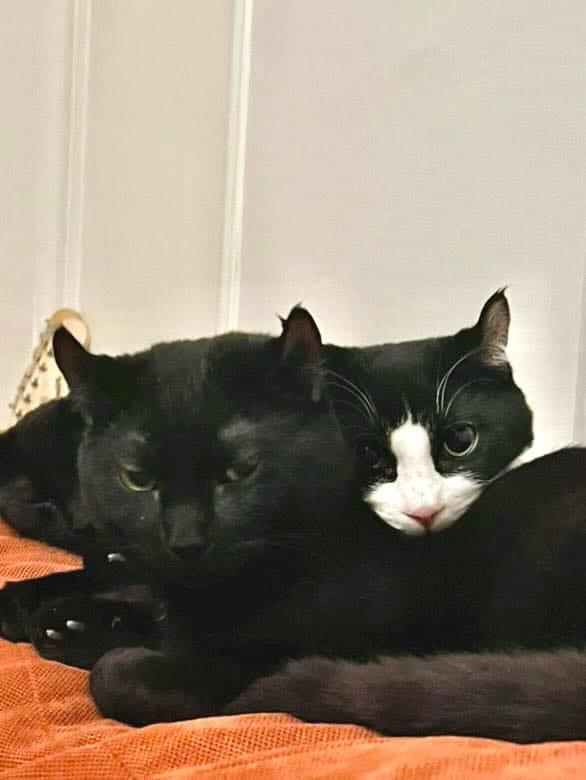 Jacob & Will, a Adoptable Highland Fold in Montreal, QC image 4/6