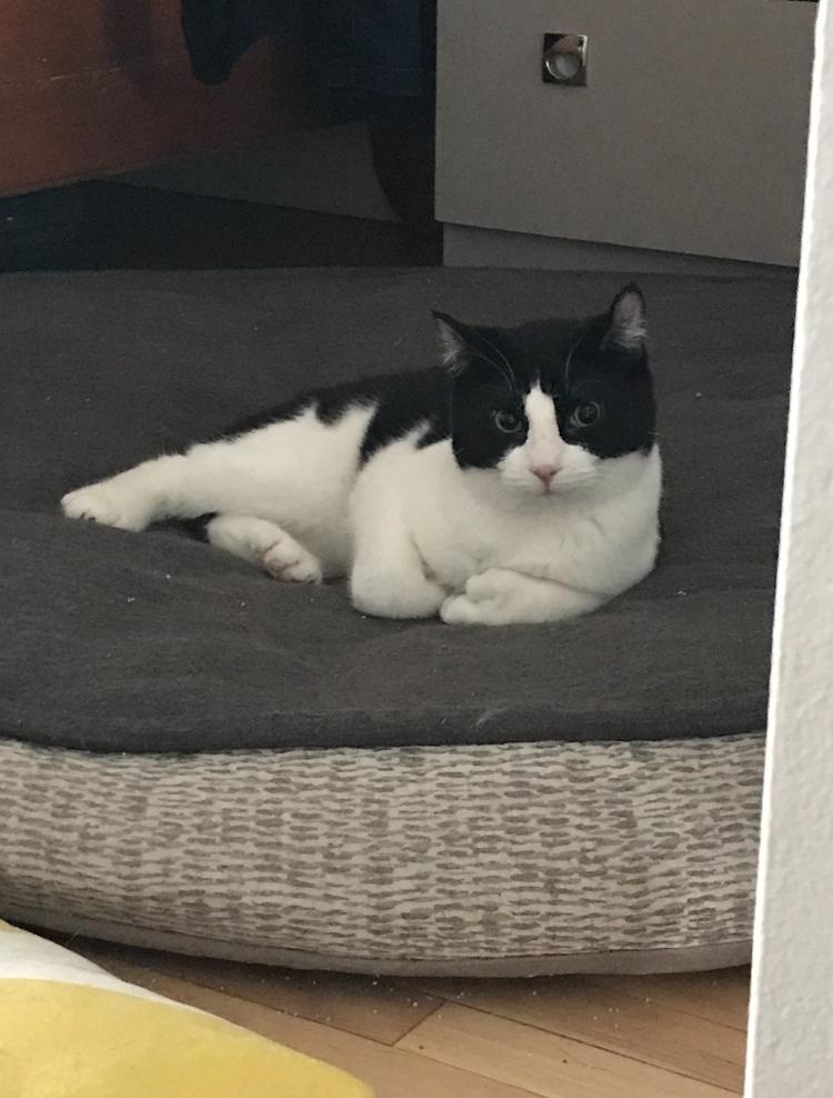 Jacob & Will, a Adoptable Highland Fold in Montreal, QC image 2/6