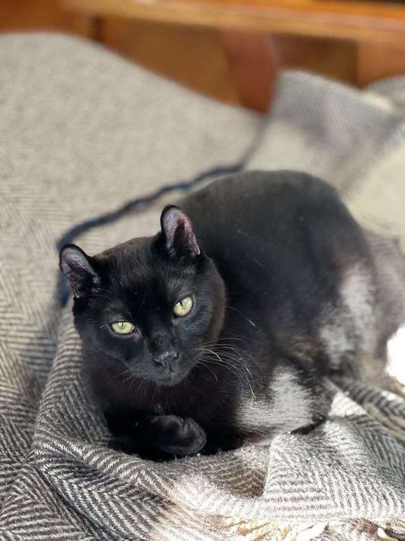 Jacob & Will, a Adoptable Highland Fold in Montreal, QC image 5/6