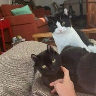 Jacob & Will, Adoptable, Young Male Highland Fold.