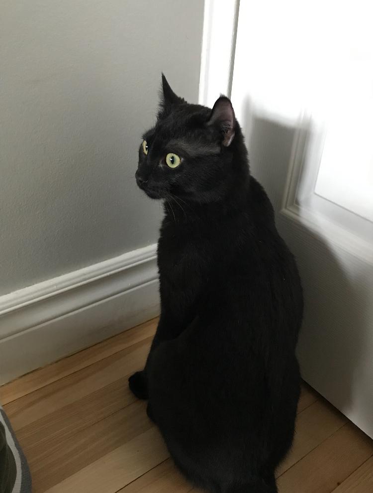 Jacob & Will, a Adoptable Highland Fold in Montreal, QC image 3/6