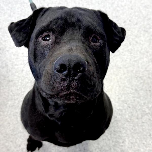 Rockie, Adoptable, Adult Male Shar-Pei & Labrador Retriever.