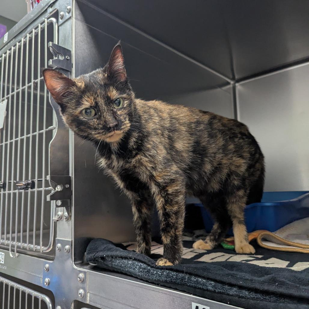 Monique, Adoptable, Young Female Domestic Short Hair.