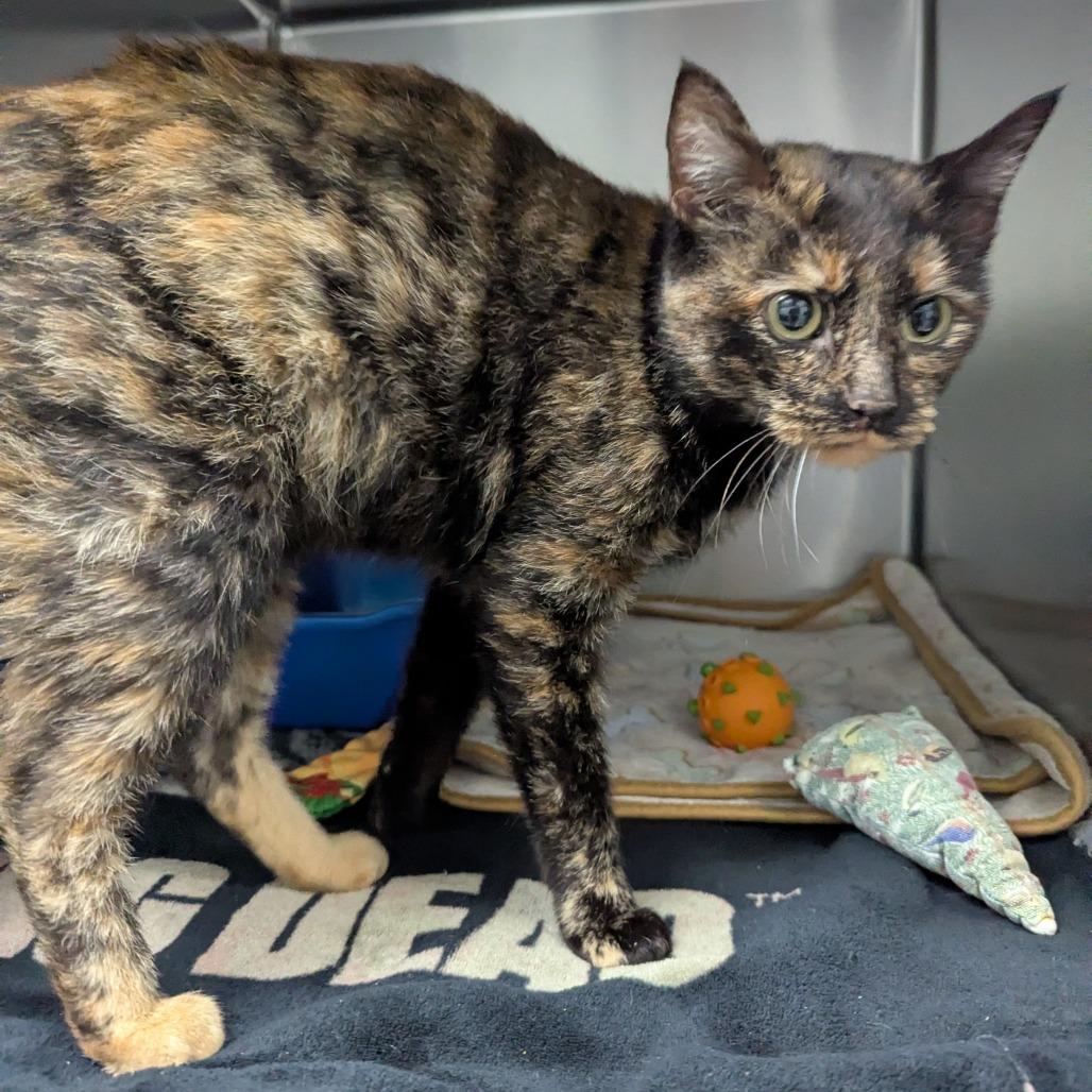 Enlarge Monique, a Adoptable Domestic Short Hair in Canastota, NY image 2/2