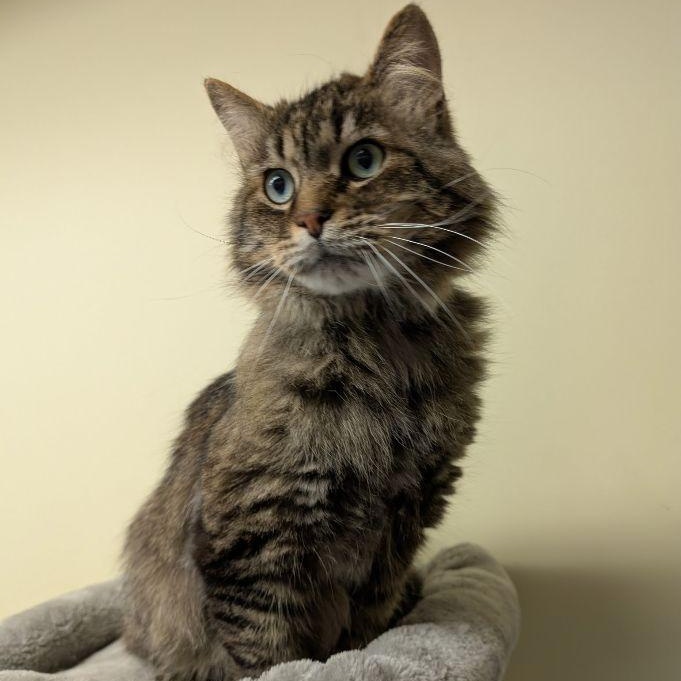 Chimi, a Adoptable Domestic Long Hair in Lake Orion, MI image 1/5