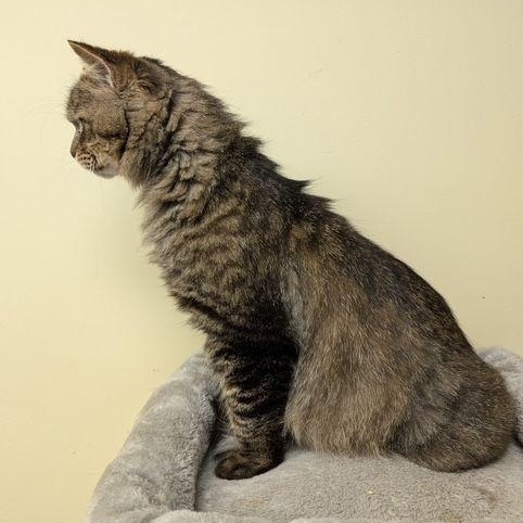 Chimi, a Adoptable Domestic Long Hair in Lake Orion, MI image 3/5