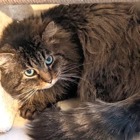 Chimi, a Adoptable Domestic Long Hair in Lake Orion, MI image 4/5