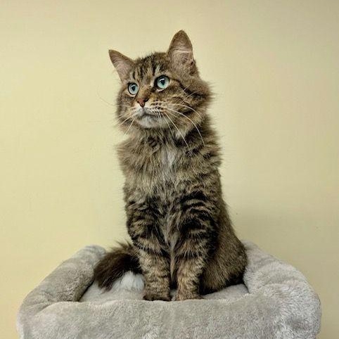 Chimi, a Adoptable Domestic Long Hair in Lake Orion, MI image 2/5