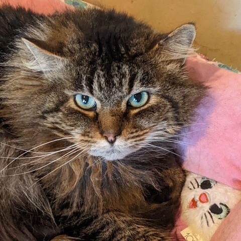 Chimi, a Adoptable Domestic Long Hair in Lake Orion, MI image 5/5