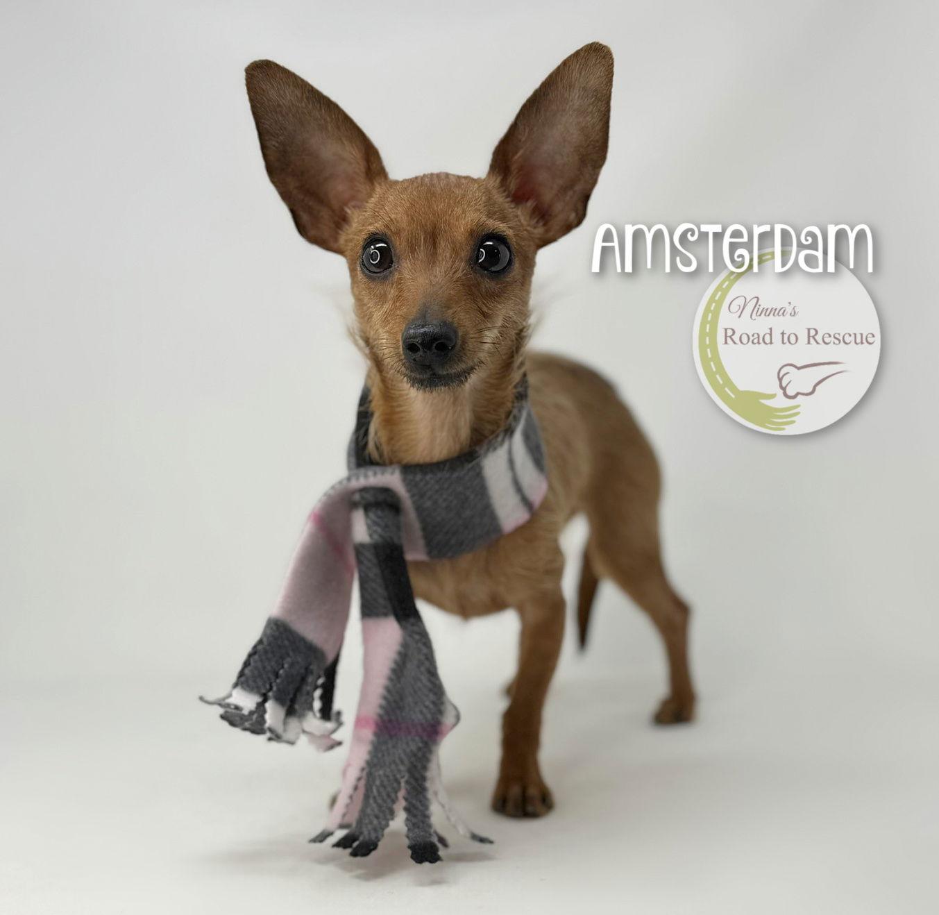 Enlarge Amsterdam, a Adoptable mixed breed in Benton, LA image 1/2