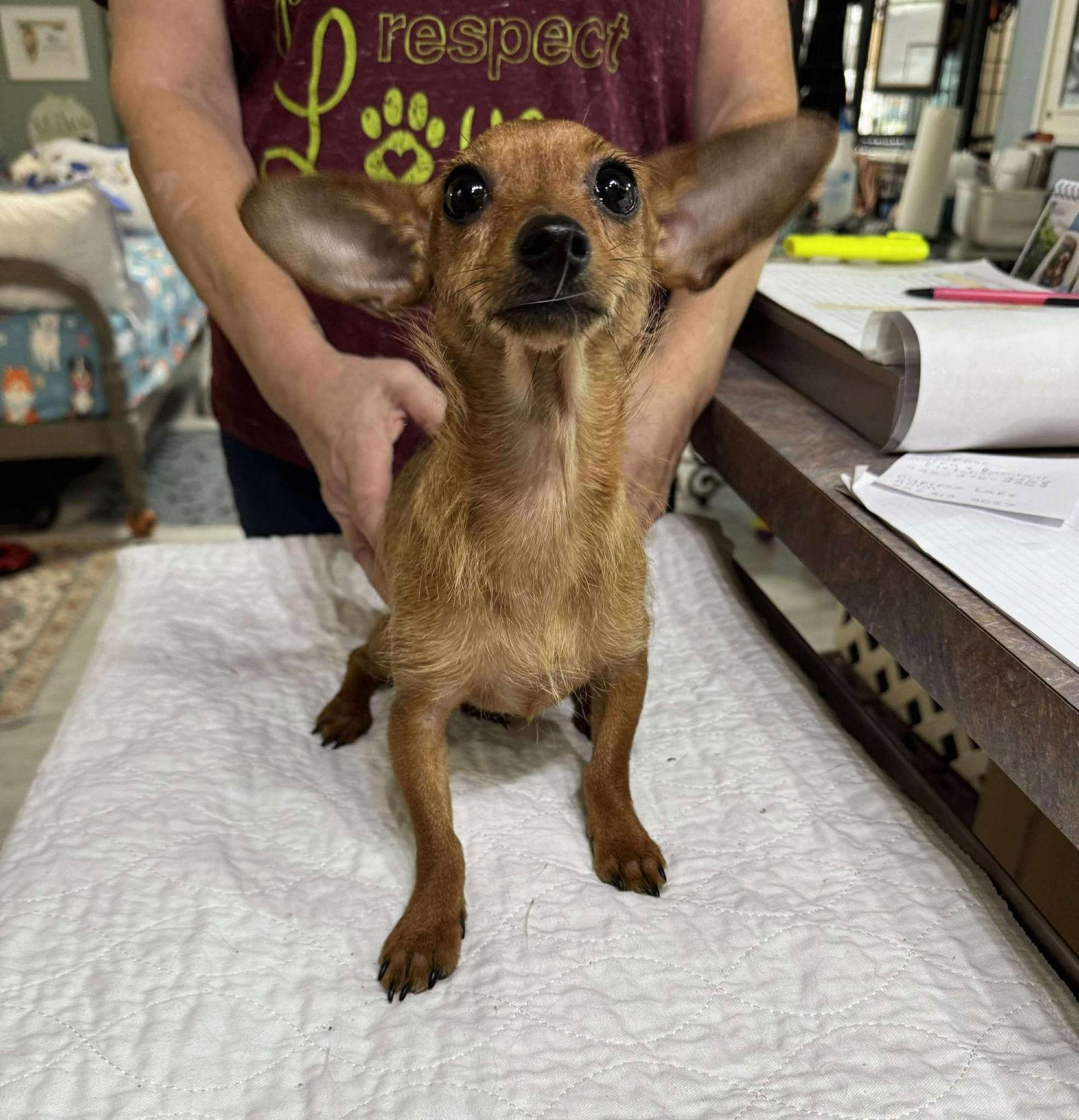 Amsterdam (NOT YET AVAILABLE), Adoptable, Young Female Dachshund & Chihuahua.