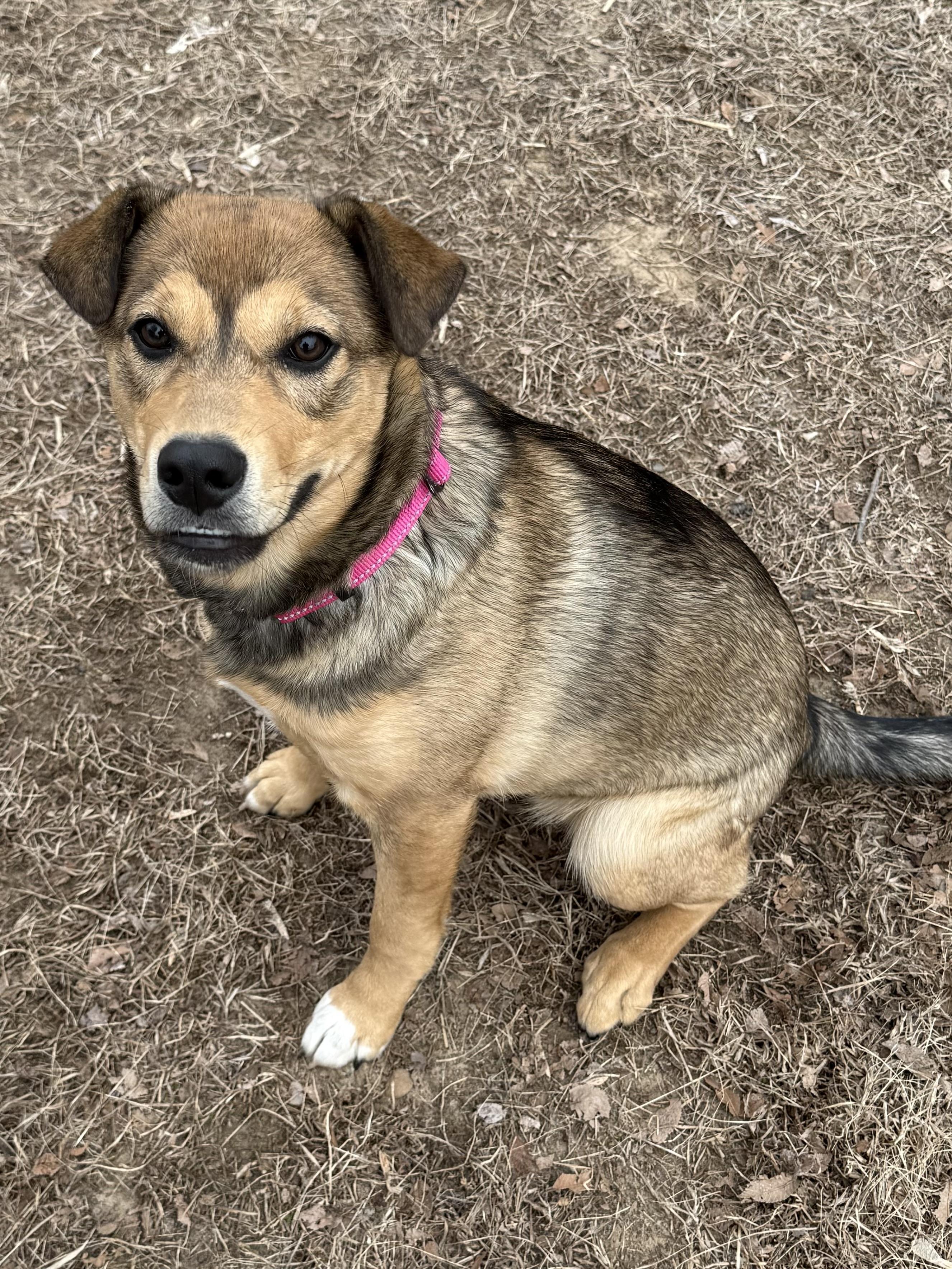 Enlarge Mary (Courtesy Post) , a ADOPTABLE mixed breed in Nerstrand, MN image 2/3