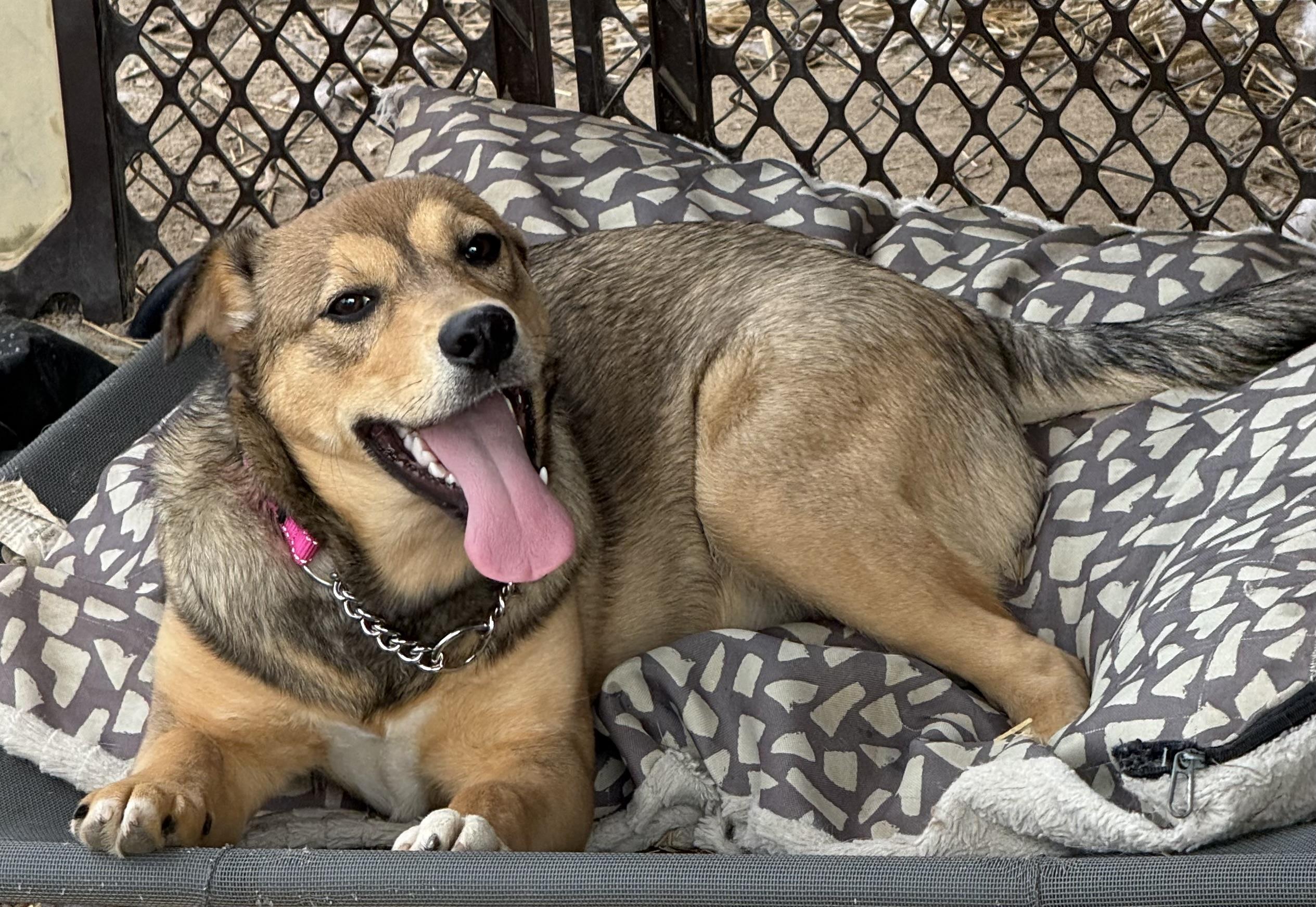 Enlarge Mary (Courtesy Post) , a ADOPTABLE mixed breed in Nerstrand, MN image 3/3