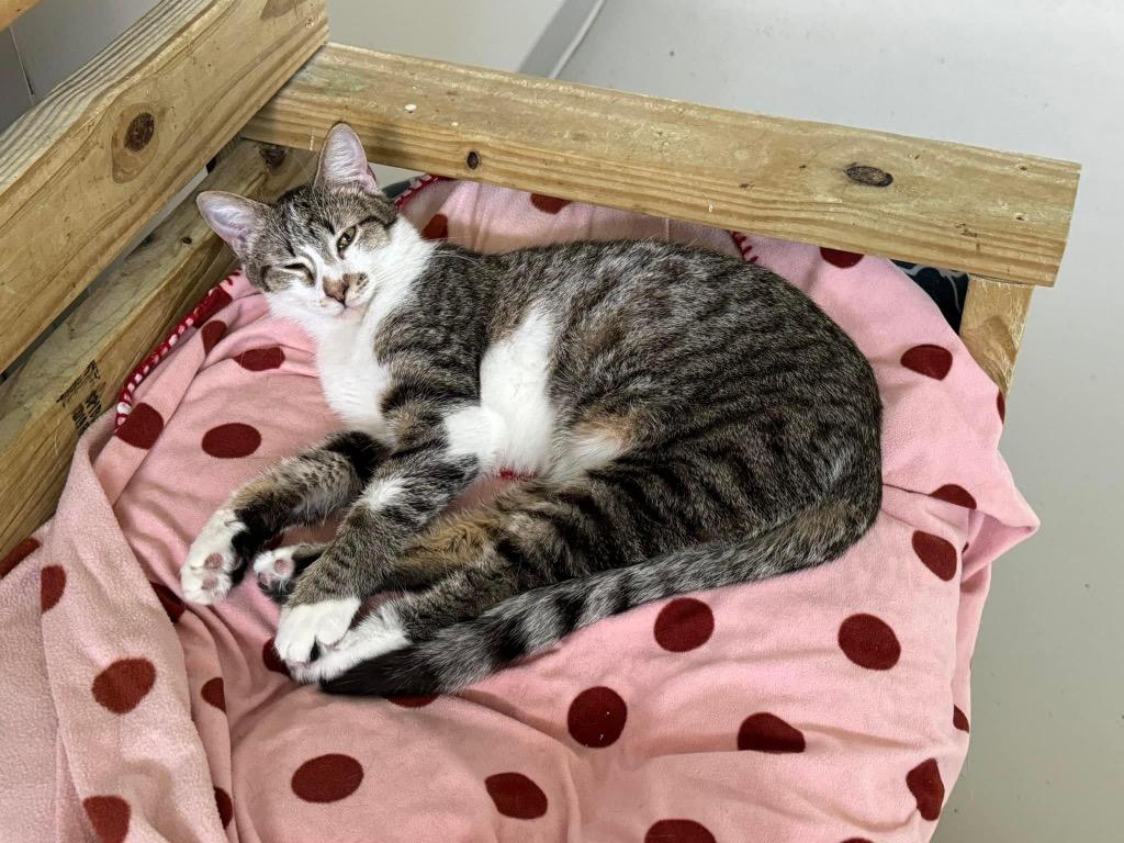 Ren, Adoptable, Adult Male Domestic Short Hair.