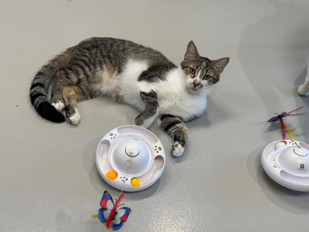 Enlarge Ren, a Adoptable mixed breed in Dalton, GA image 2/6