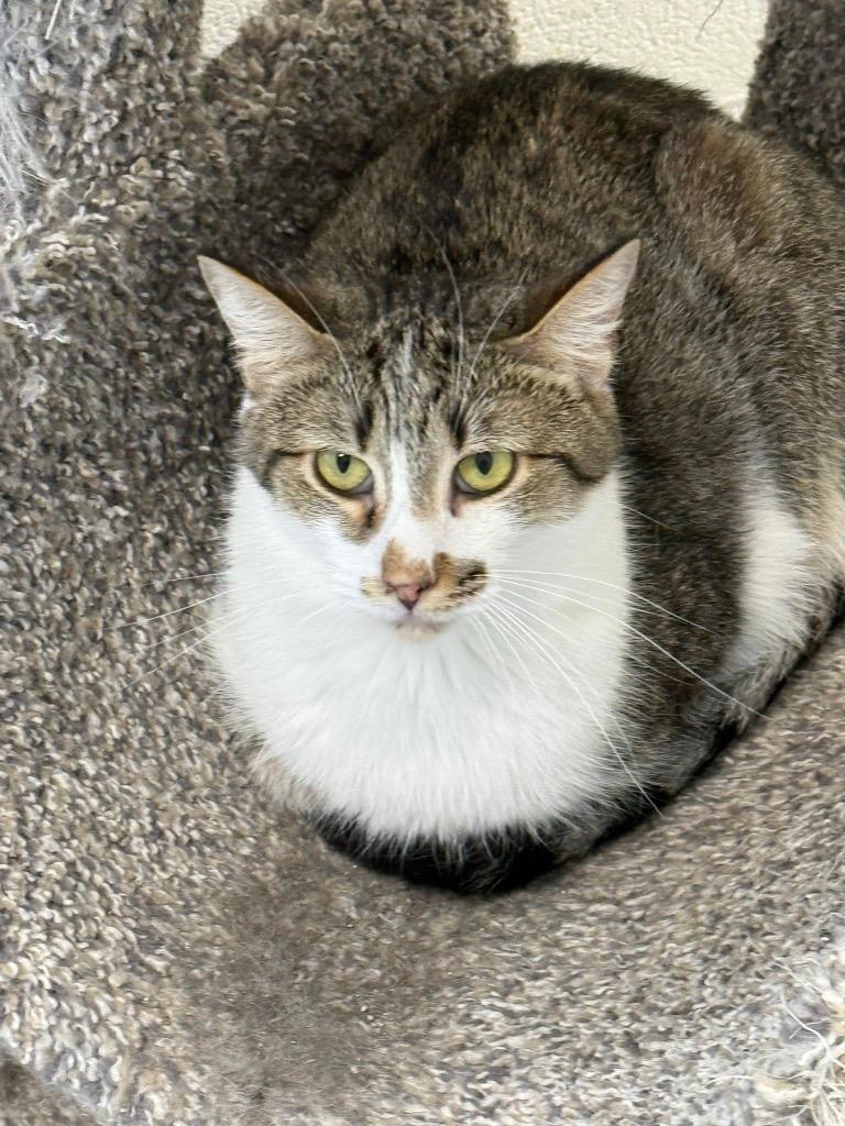 Enlarge Ren, a Adoptable mixed breed in Dalton, GA image 2/6