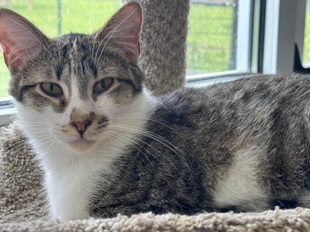 Ren, a Adoptable mixed breed in Dalton, GA image 2/6