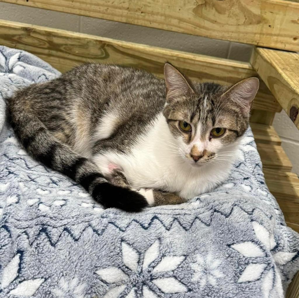 Ren, a Adoptable mixed breed in Dalton, GA image 3/6