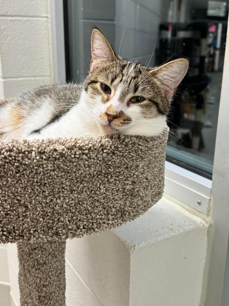 Ren, a Adoptable mixed breed in Dalton, GA image 4/6