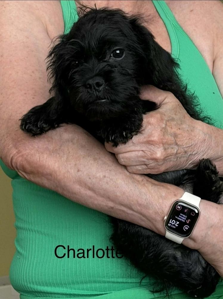 Enlarge Charlotte, a Adoptable mixed breed in Sedalia, CO image 2/6