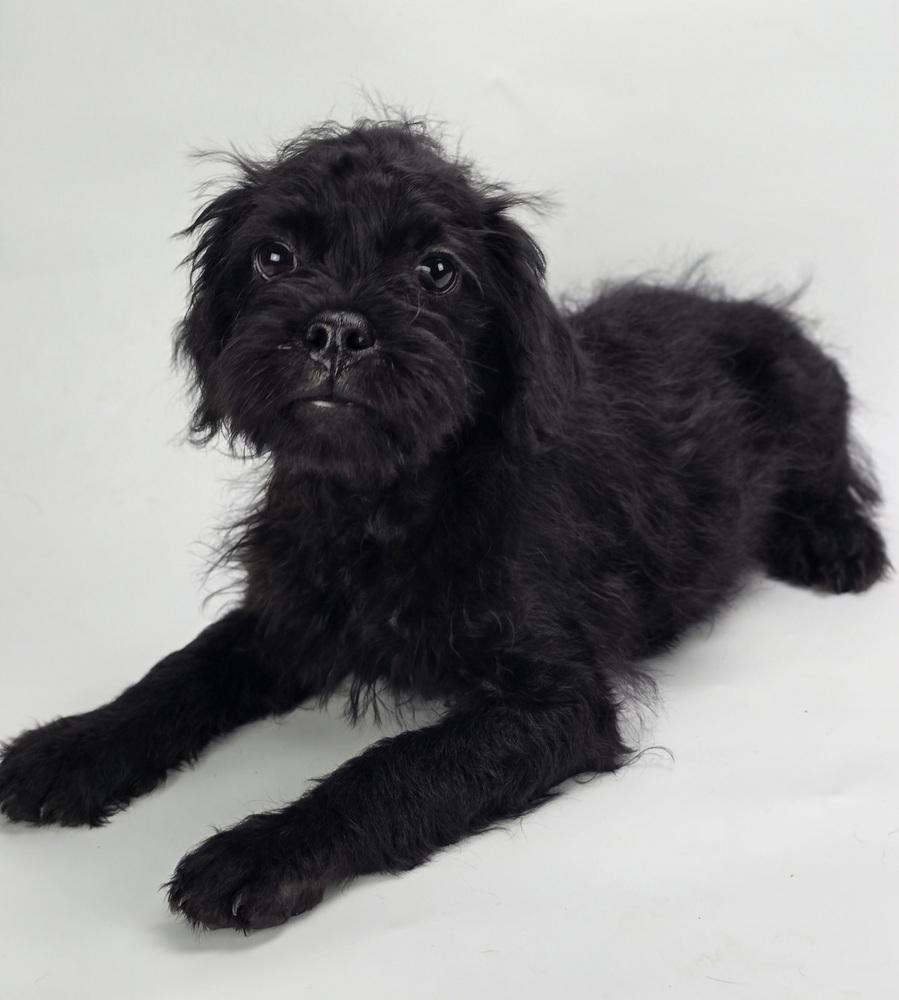 Enlarge Charlotte, a Adoptable mixed breed in Sedalia, CO image 3/6