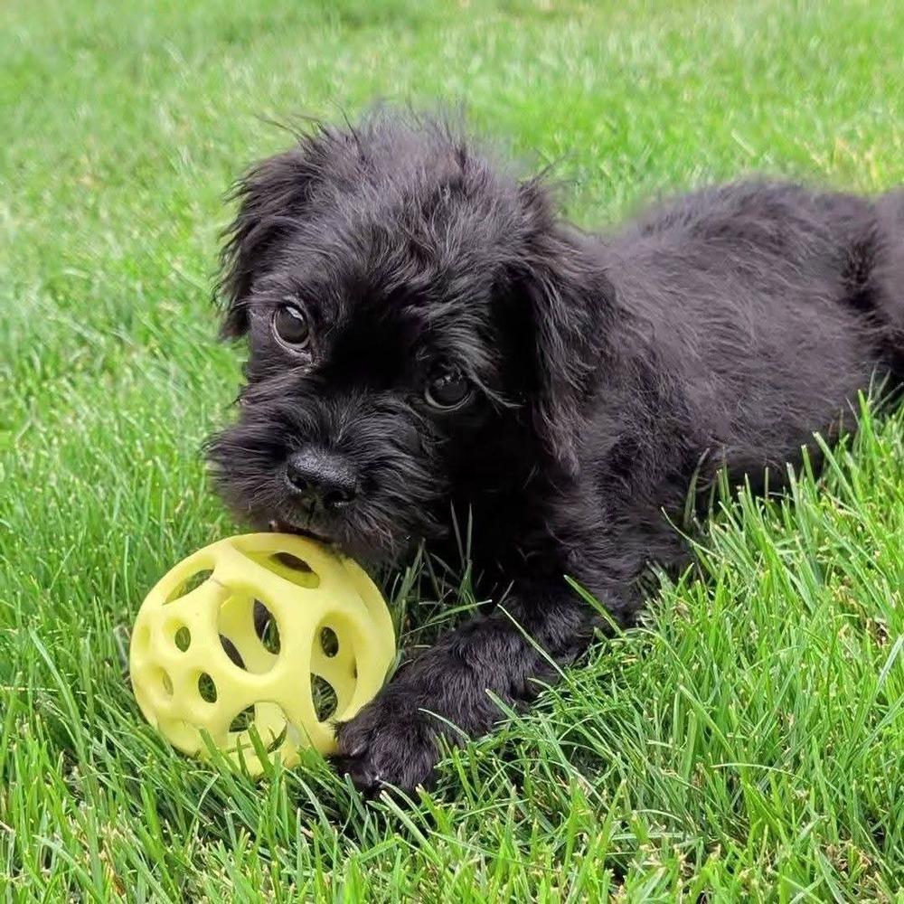 Enlarge Charlotte, a Adoptable mixed breed in Sedalia, CO image 4/6