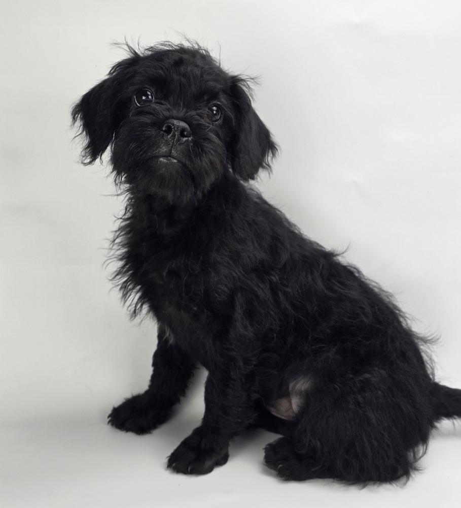 Enlarge Charlotte, a Adoptable mixed breed in Sedalia, CO image 5/6