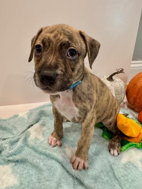 Enlarge Atlas Starstruck, a Adoptable mixed breed in Andover, MA image 2/6