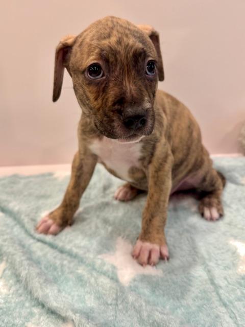 Enlarge Atlas Starstruck, a Adoptable mixed breed in Andover, MA image 6/6