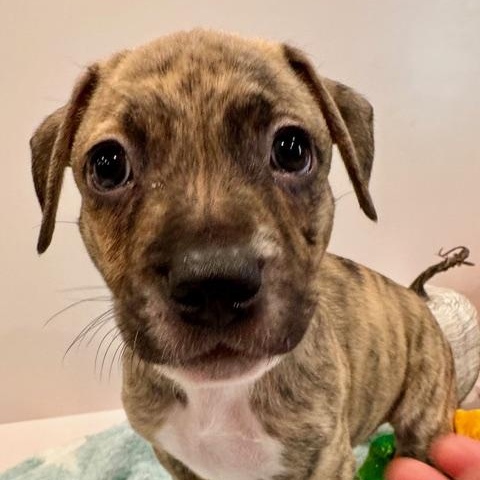 Atlas Starstruck, Adoptable, Puppy Male Plott Hound.