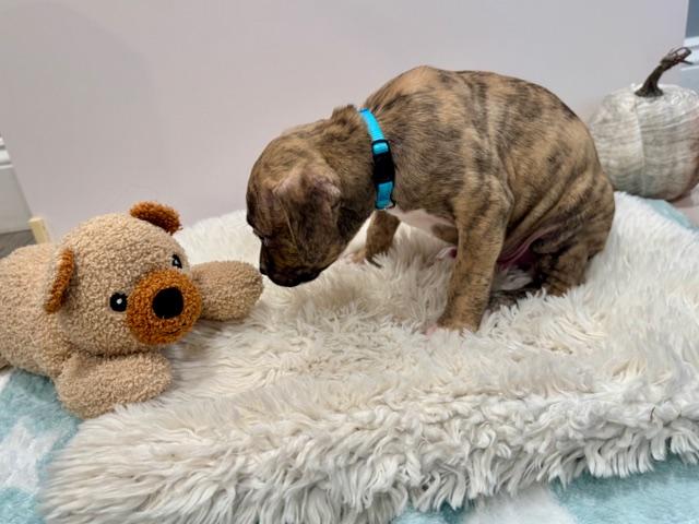 Enlarge Atlas Starstruck, a Adoptable mixed breed in Andover, MA image 5/6