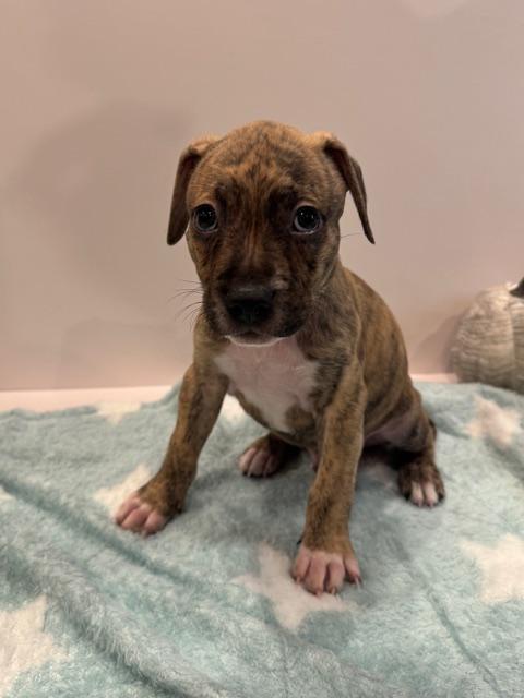 Enlarge Atlas Starstruck, a Adoptable mixed breed in Andover, MA image 4/6