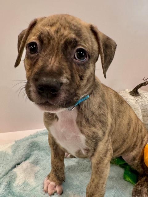 Enlarge Atlas Starstruck, a Adoptable mixed breed in Andover, MA image 3/6