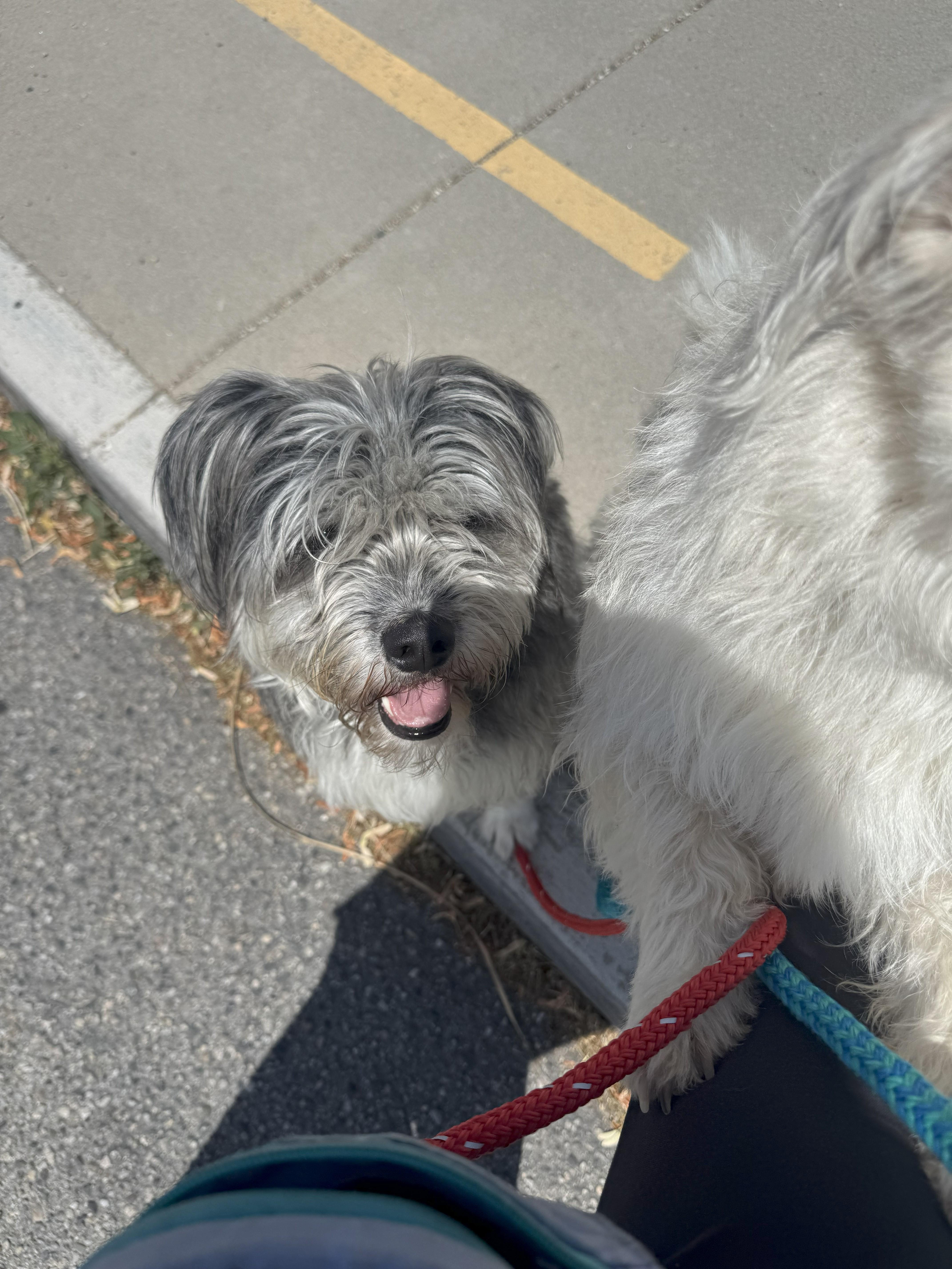 Enlarge Rose, a Adoptable mixed breed in Jerome, ID image 2/6
