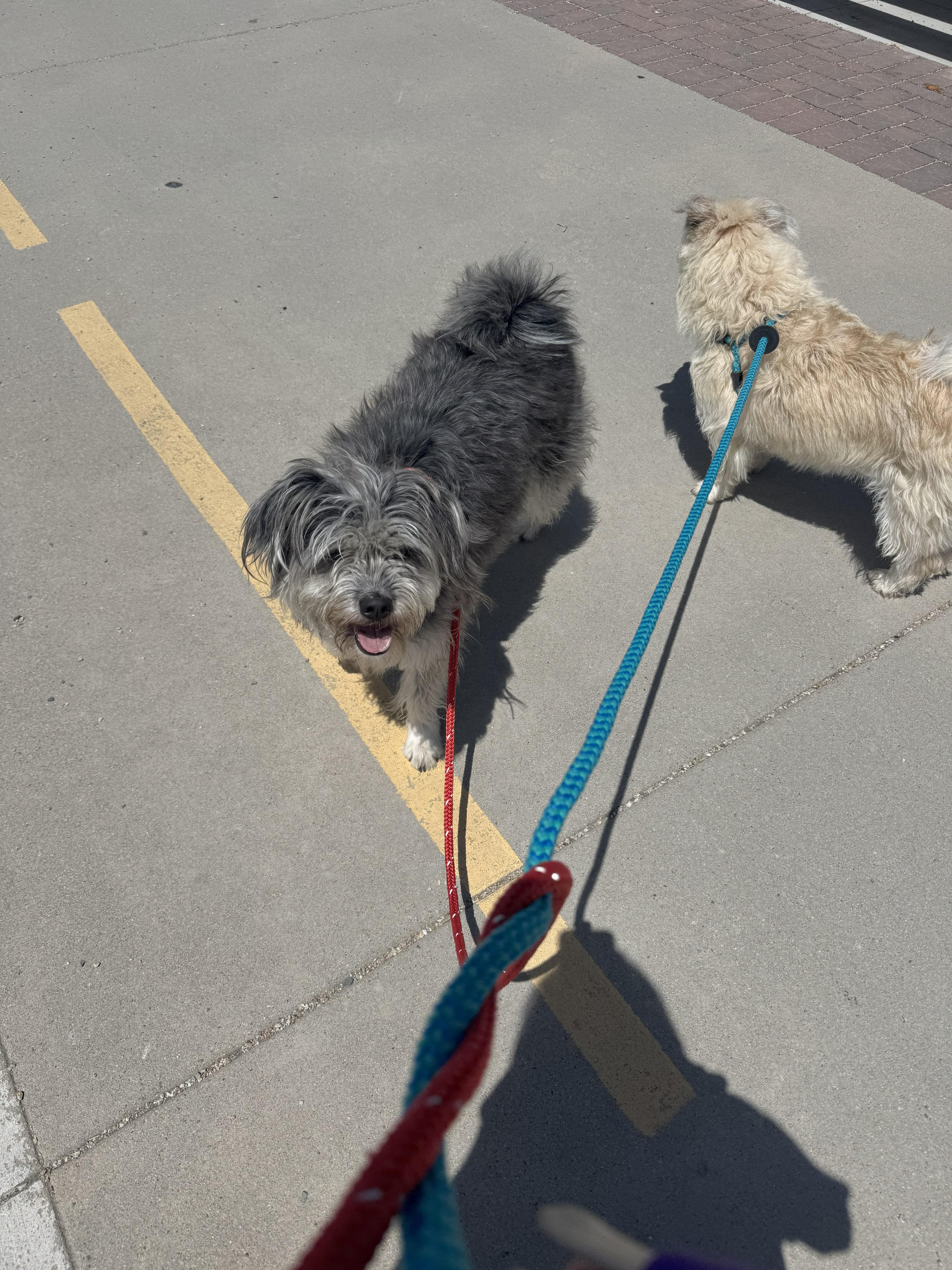 Enlarge Rose, a Adoptable mixed breed in Jerome, ID image 4/6