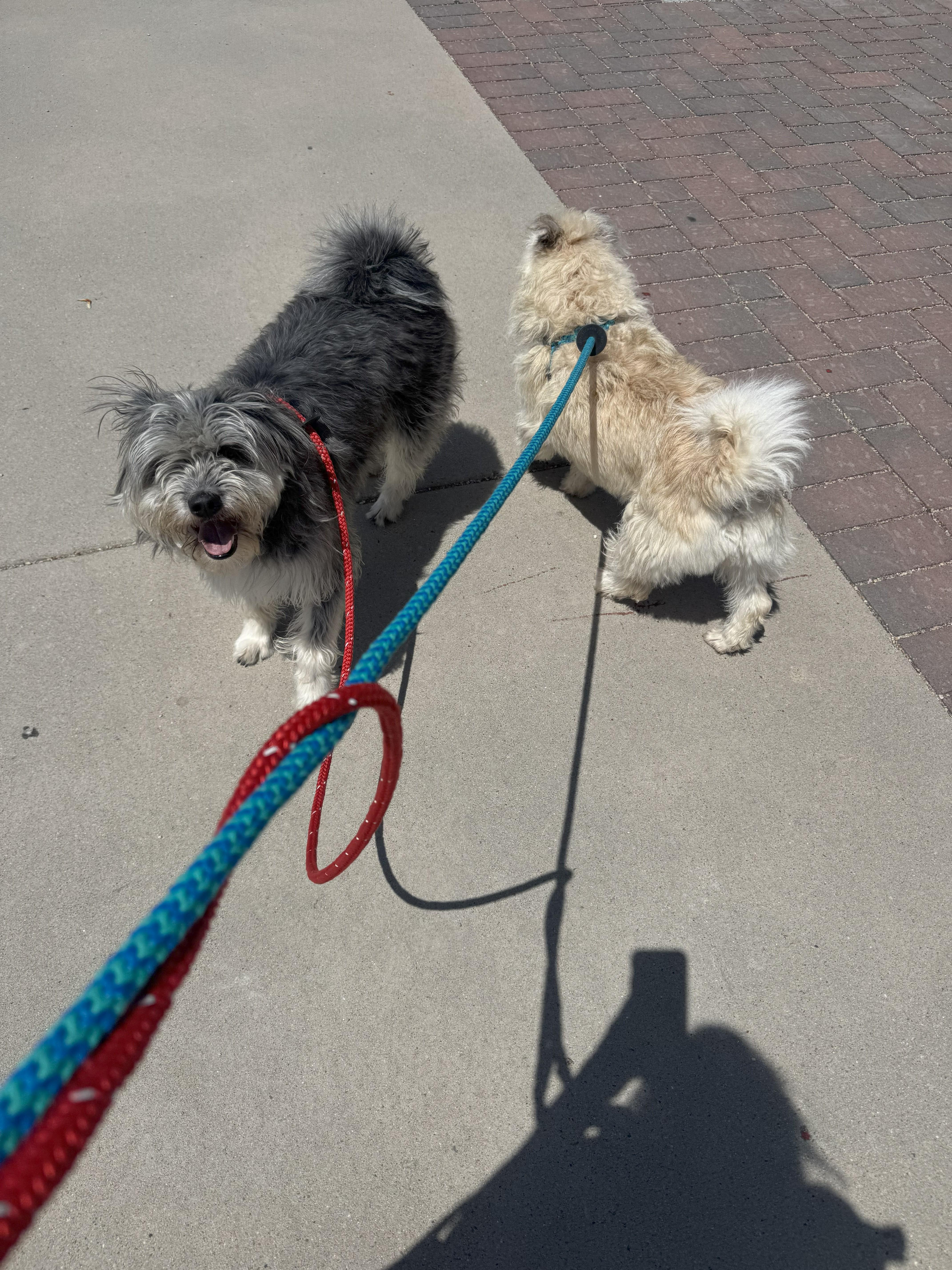Enlarge Rose, a Adoptable mixed breed in Jerome, ID image 5/6