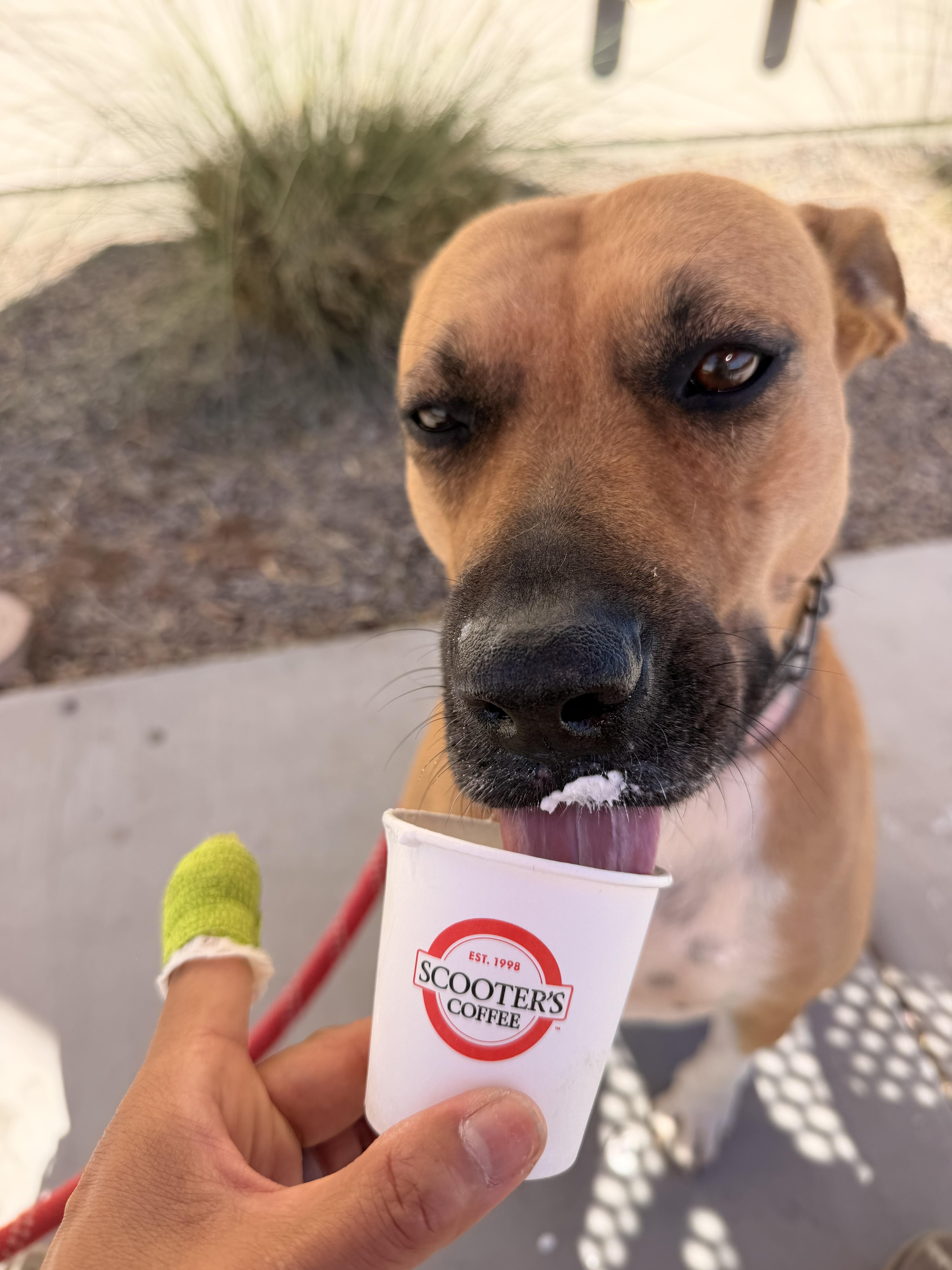 Katie, Adoptable, Young Female American Staffordshire Terrier.