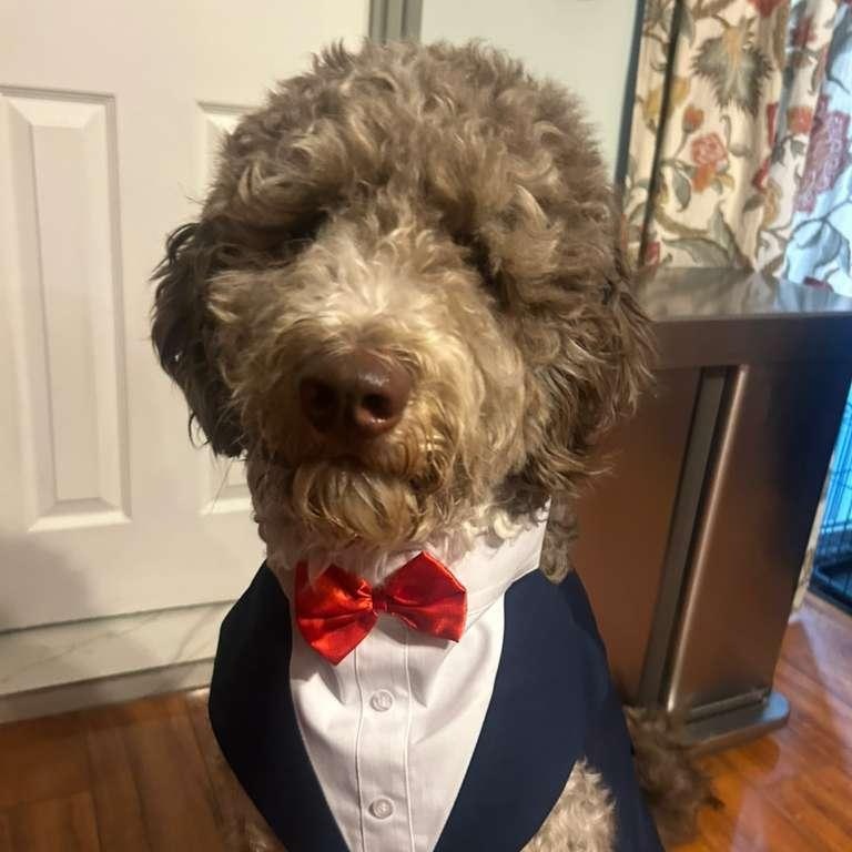 Enlarge Cory, a ADOPTABLE Aussiedoodle in New York, NY image 5/5