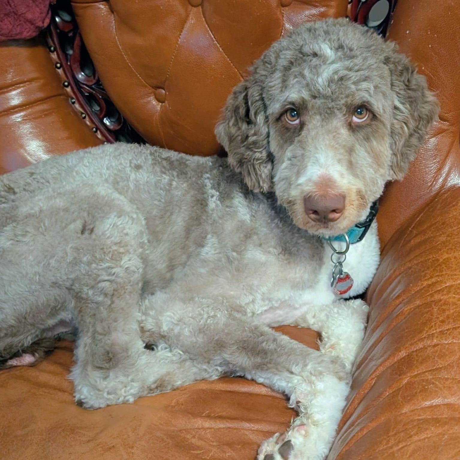 Enlarge Cory, a ADOPTABLE Aussiedoodle in New York, NY image 3/5