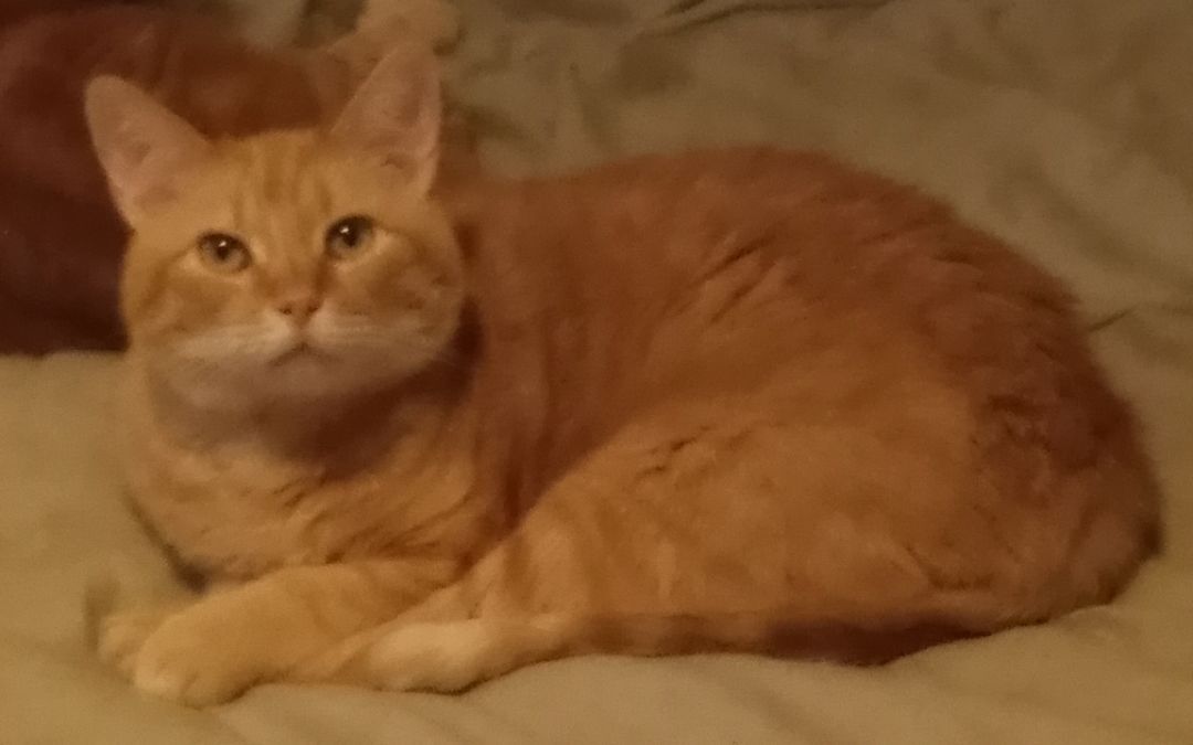 Brynner, a Adoptable mixed breed in Cookeville, TN image 1/10