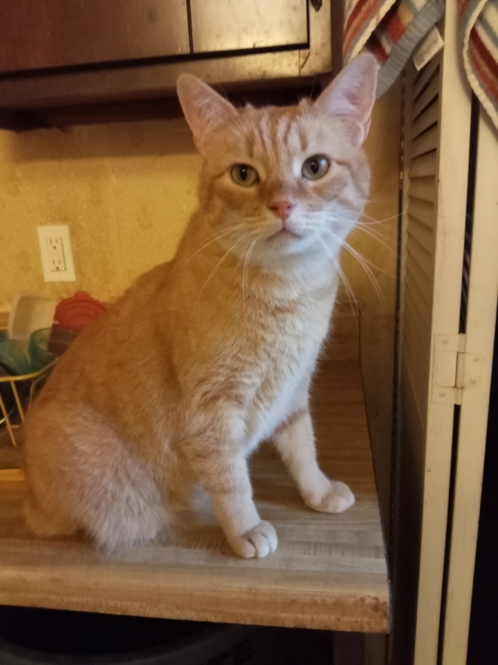 Brynner, a Adoptable mixed breed in Cookeville, TN image 3/10