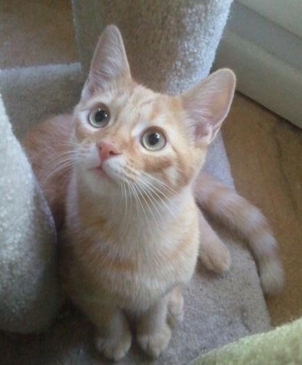 Brynner, a Adoptable mixed breed in Cookeville, TN image 4/10